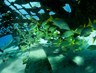 The coral reefs of Turks & Caicos offer the intrepid divers many wondrous creatures like these schoolmaster snappers