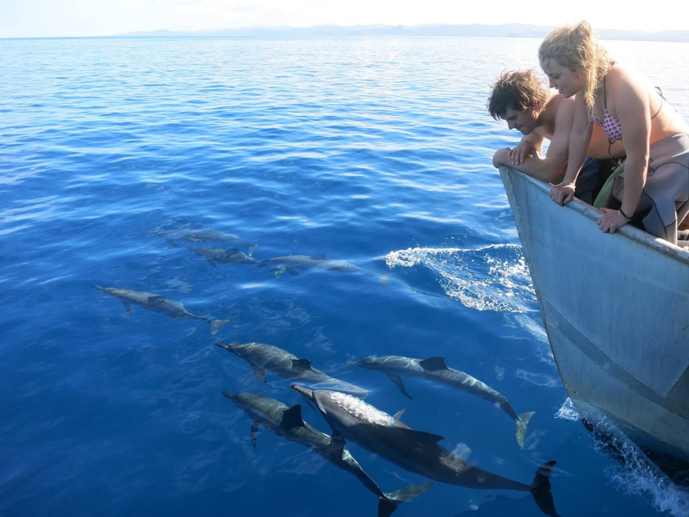 Dolphin watching excursions are among the more popular activities provided by the resort. Dolphin watching excursions are among the more popular activities provided by the resort.