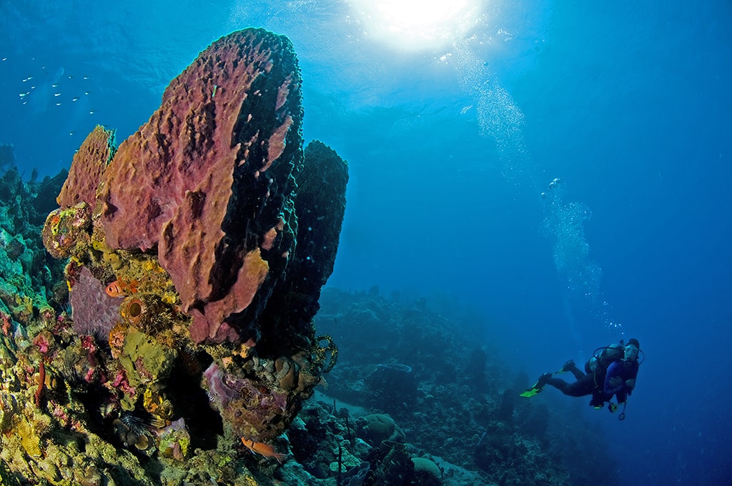 A diver hovers over a sponge-encrusted slope at Dangleben's Pinnacles. A diver hovers over a sponge-encrusted slope at Dangleben's Pinnacles.