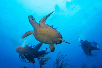Turtles are often encountered on the outer reefs of Turneffe Atoll. Turtles are often encountered on the outer reefs of Turneffe Atoll.