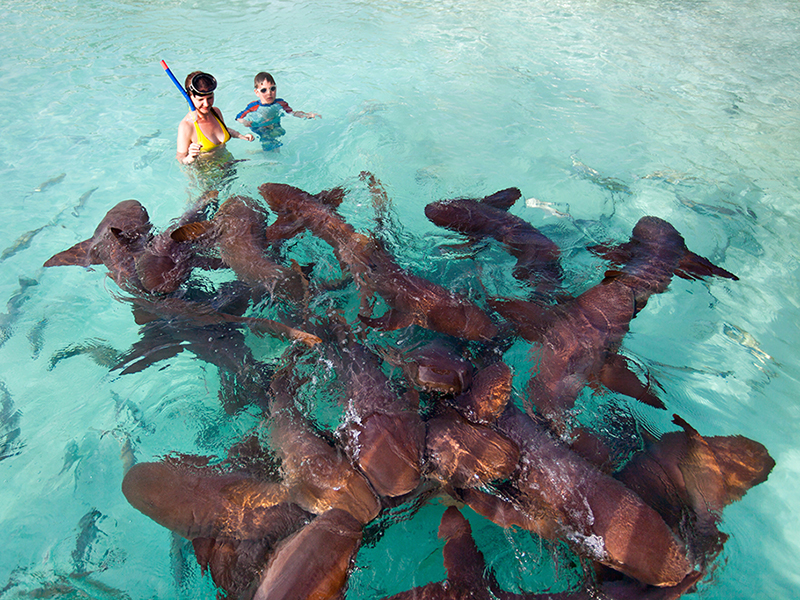Shark Ray Alley is a favorite with divers and snorkelers. Shark Ray Alley is a favorite with divers and snorkelers.