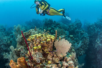 The barrier reef is made up of spur and groove formations that alternate coral heads with sand channels. The barrier reef is made up of spur and groove formations that alternate coral heads with sand channels.