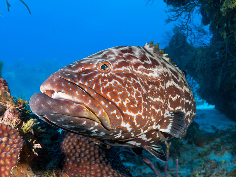 Black grouper thrive in the protected waters of the marine reserve Black grouper thrive in the protected waters of the marine reserve