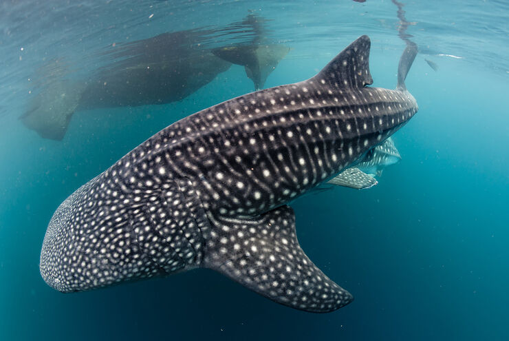 Animal Encounters
