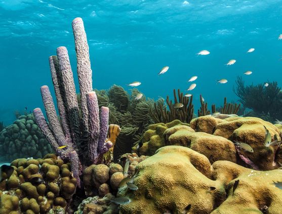 SCUBA diving in Aruba