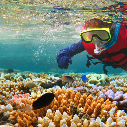 Snorkeling in Australia