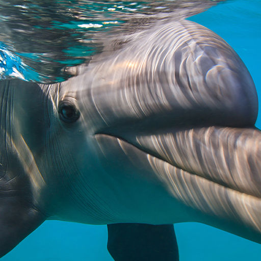 Animals Encounters in the Bahamas