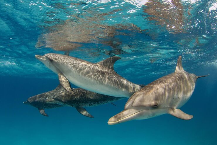 SCUBA diving in the Bahamas