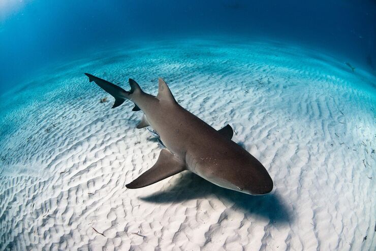 SCUBA diving in the Bahamas