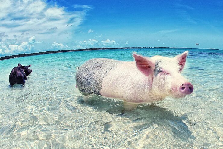 Swimming Pigs in the Bahamas