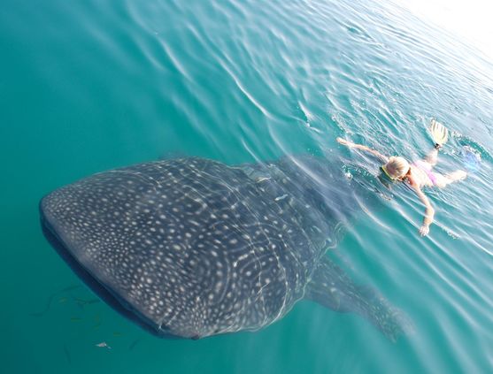 Animal Encounters in Baja, Mexico
