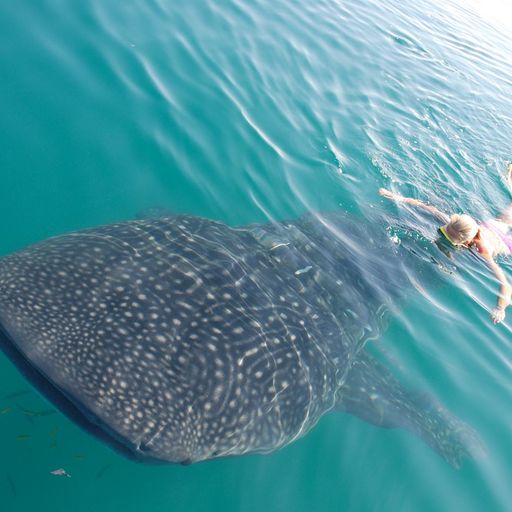 Animal Encounters in Baja, Mexico