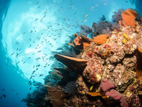 SCUBA diving in Baja, Mexico