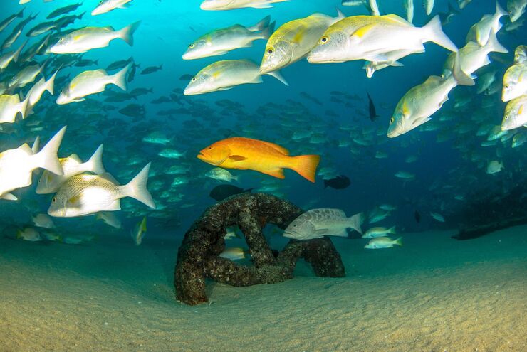 SCUBA diving in Baja, Mexico