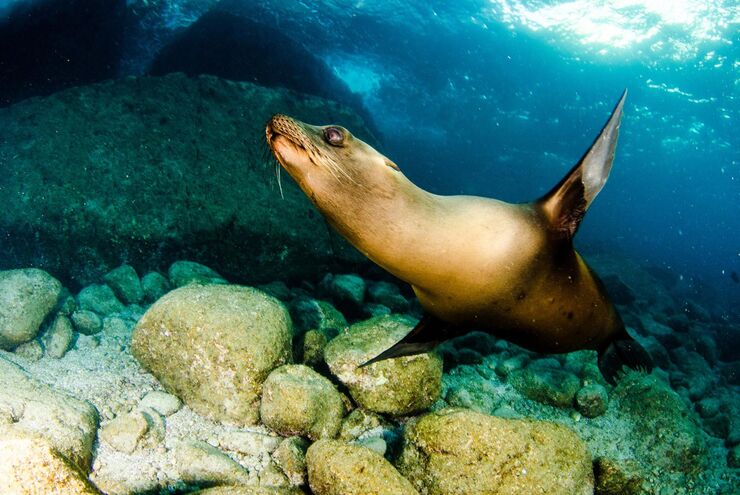 SCUBA diving in Baja, Mexico