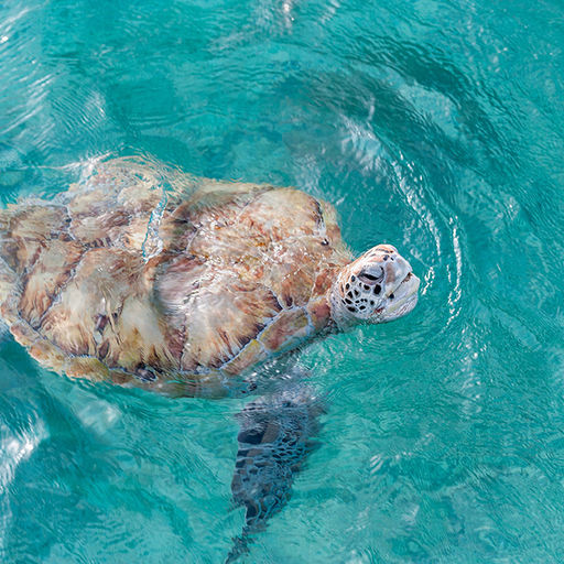 Animal Encounters in Barbados