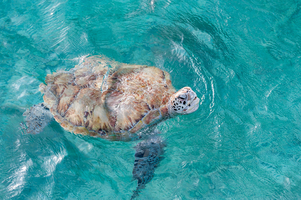 Animal Encounters in Barbados