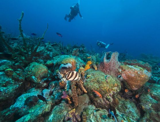 SCUBA diving in Barbados