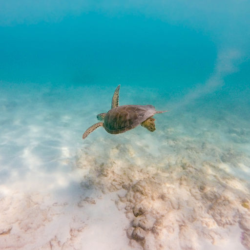 Snorkeling in Barbados