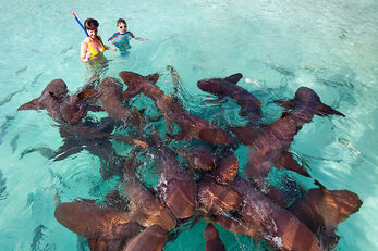 Shark Ray Alley takes marine life encounters to a fun new dimension.