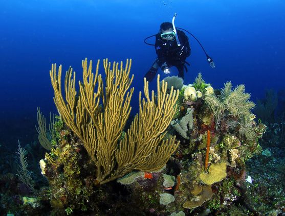 SCUBA diving in Belize