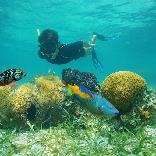 Snorkeling in Belize