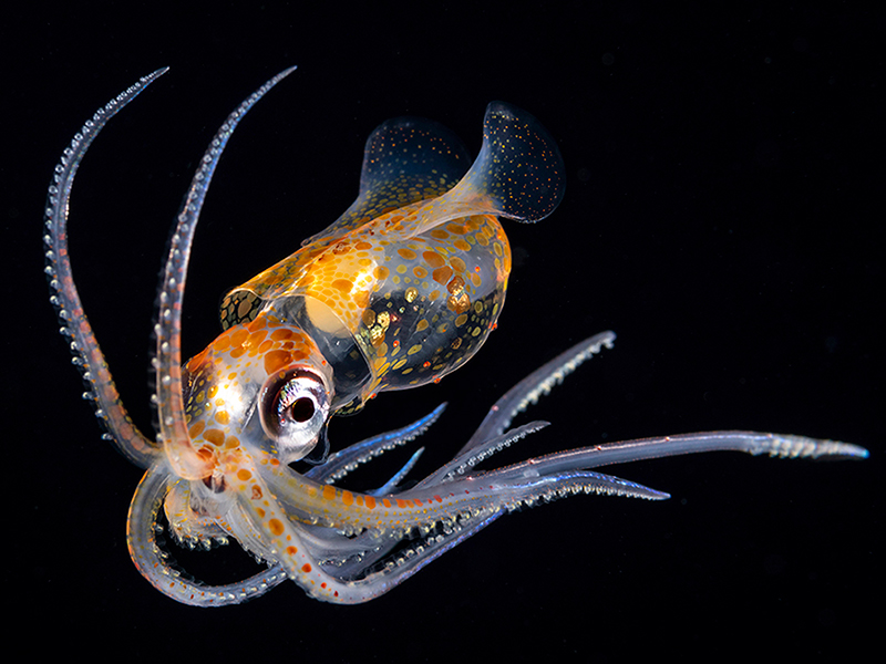 Stealthy hunters like the enope squid rise from the depths each night to feed on small crustaceans drifting in the darkness.