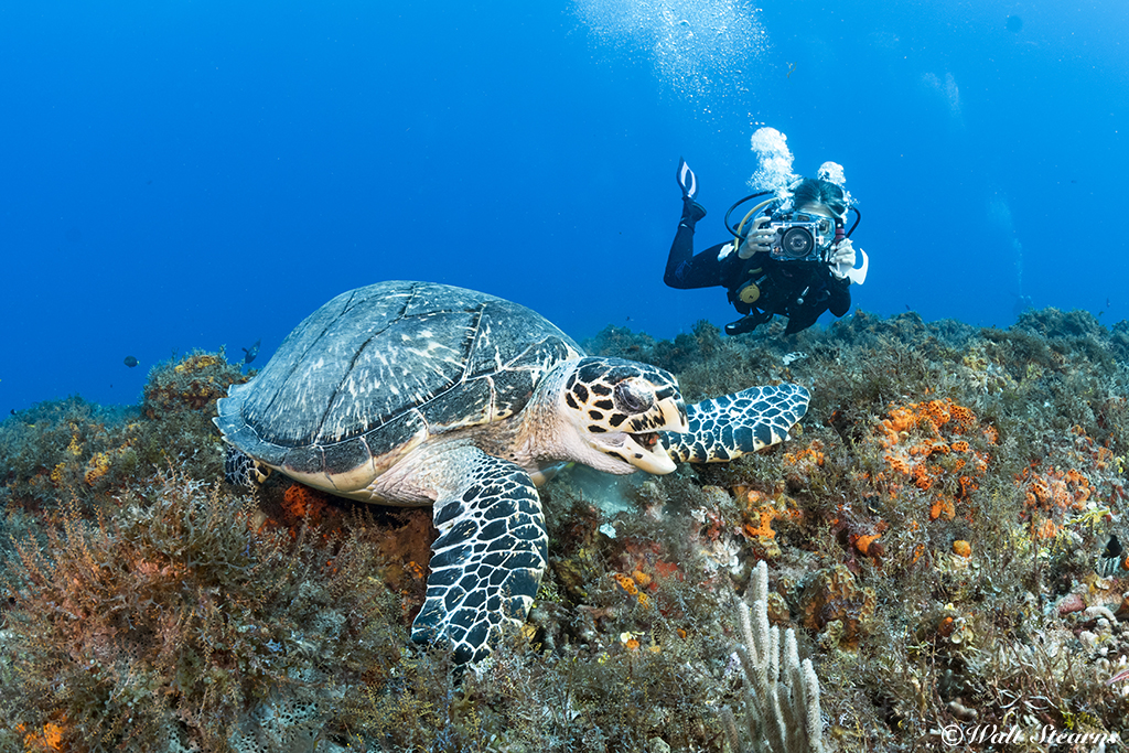 Cozumel diver with turtle Cozumel diver with turtle
