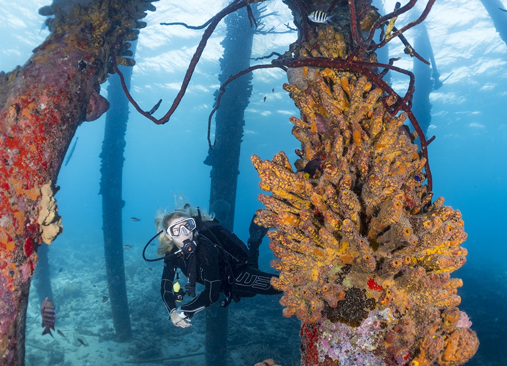 There are 50-plus shore diving sites on Bonaire, including the sponge-encrusted pilings of Salt Pier. There are 50-plus shore diving sites on Bonaire, including the sponge-encrusted pilings of Salt Pier.