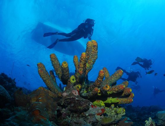 SCUBA diving in Bonaire