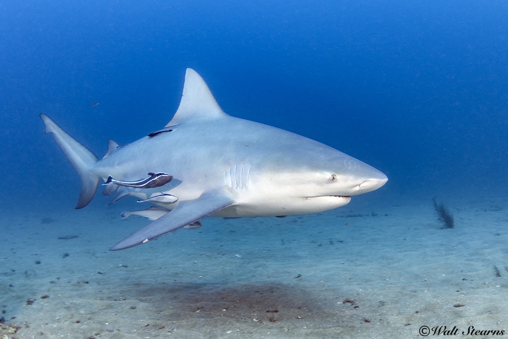 Bull Shark Bull Shark