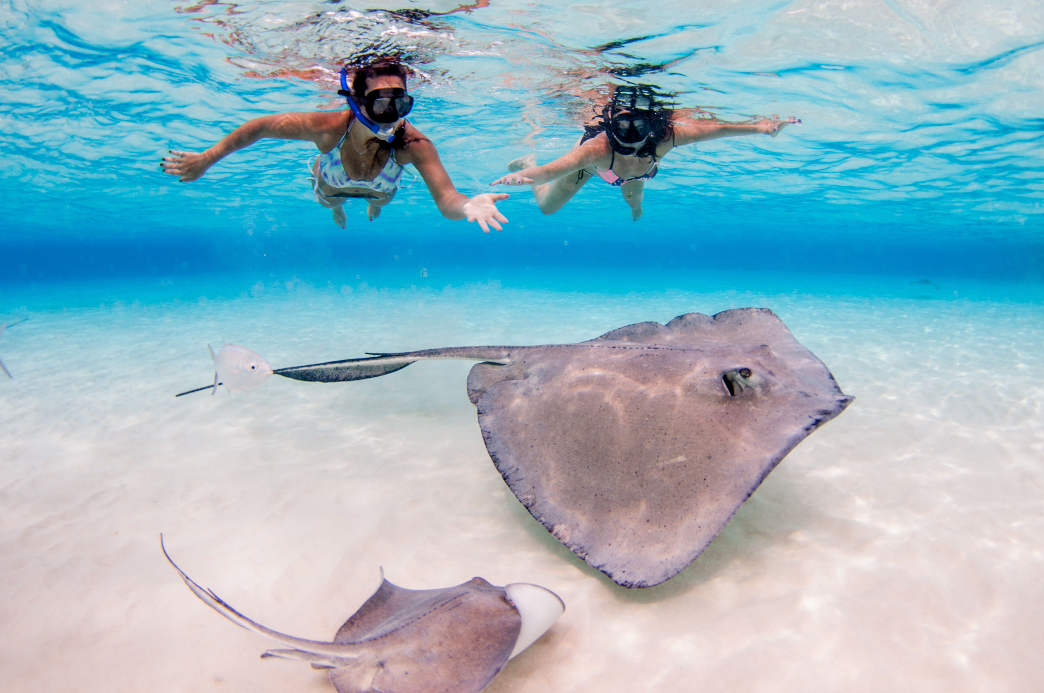 Cayman Stingrays Cayman Stingrays
