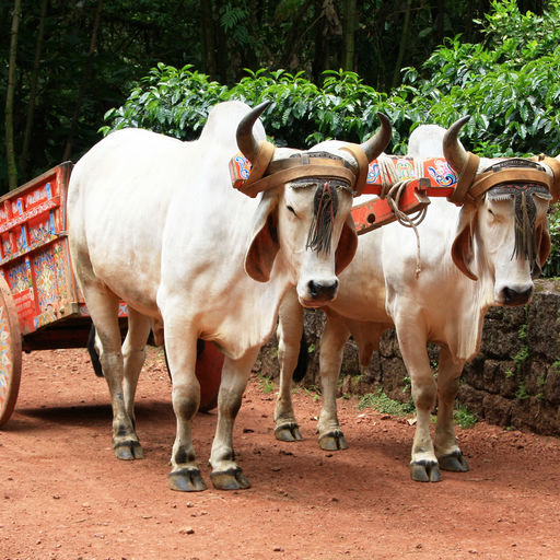 Cultural Activities in Costa Rica