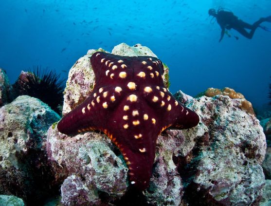 SCUBA diving in Costa Rica