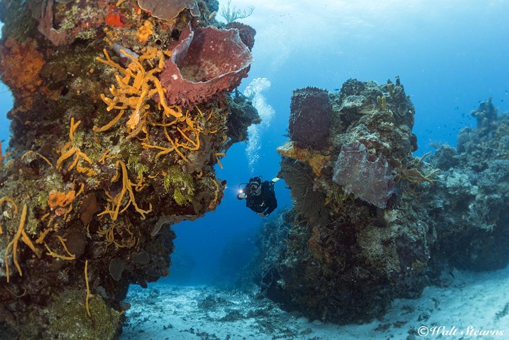Cozumel's high-profile coral reefs are among the healthiest in the Caribbean. Cozumel's high-profile coral reefs are among the healthiest in the Caribbean.