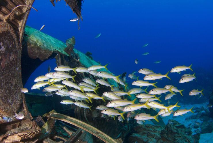 SCUBA diving in Curacao