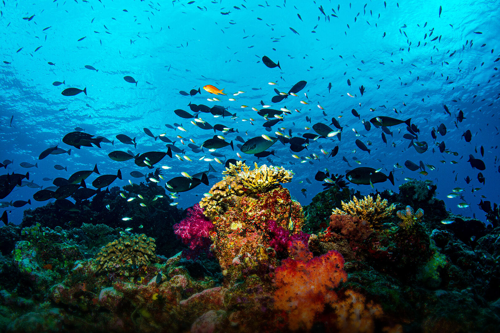 Discover Fiji's Mind-Blowing Diving Adventures