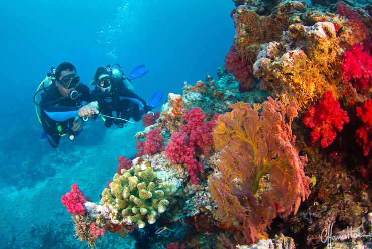 SCUBA diving in Fiji
