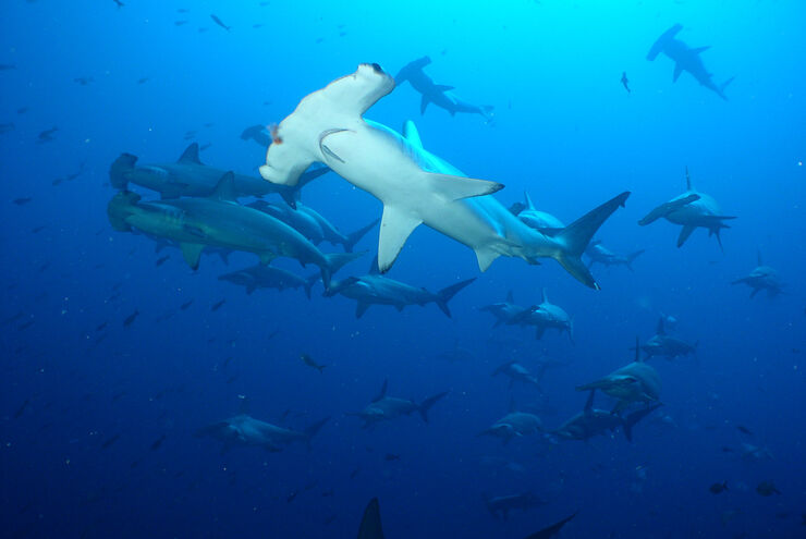 SCUBA diving in the Galapagos Islands