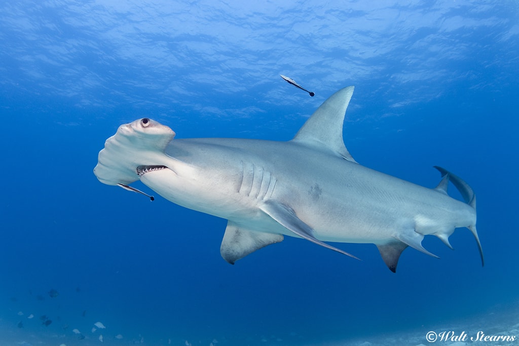Hammerhead Shark Hammerhead Shark
