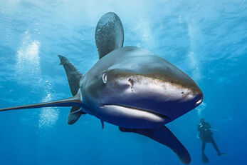 Divers meet oceanic white tips in open water.