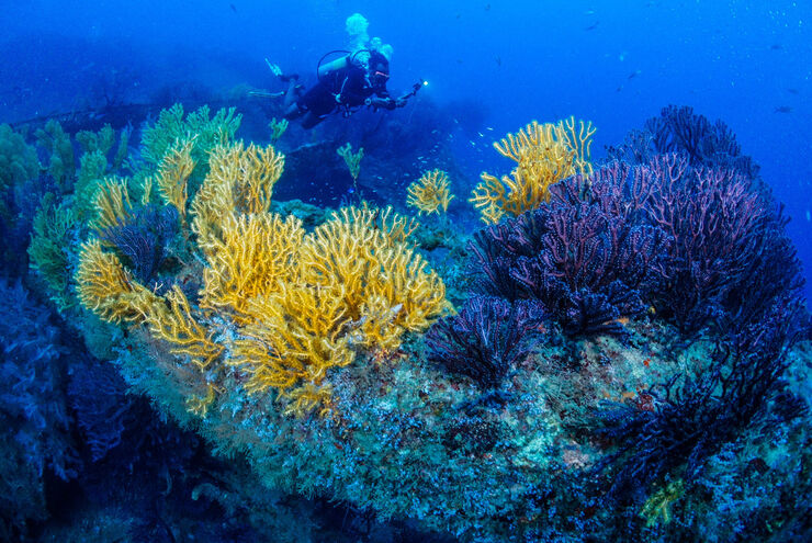 SCUBA diving in Grenada