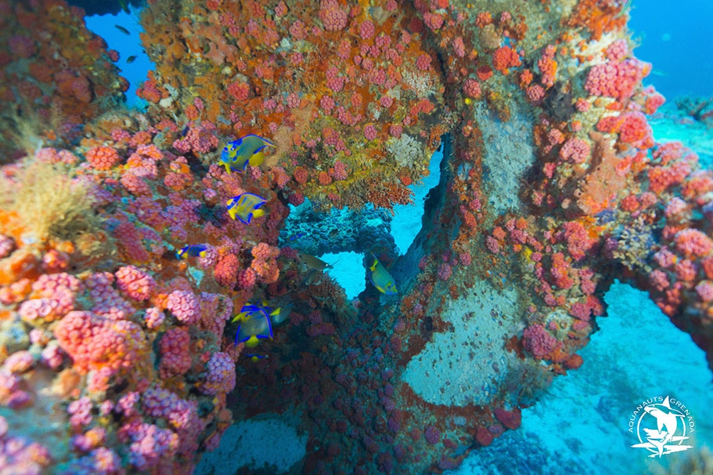 Years of sitting an anchor have given the bottom of the Anita a thick coat of colorful cup coral. Years of sitting an anchor have given the bottom of the Anita a thick coat of colorful cup coral.
