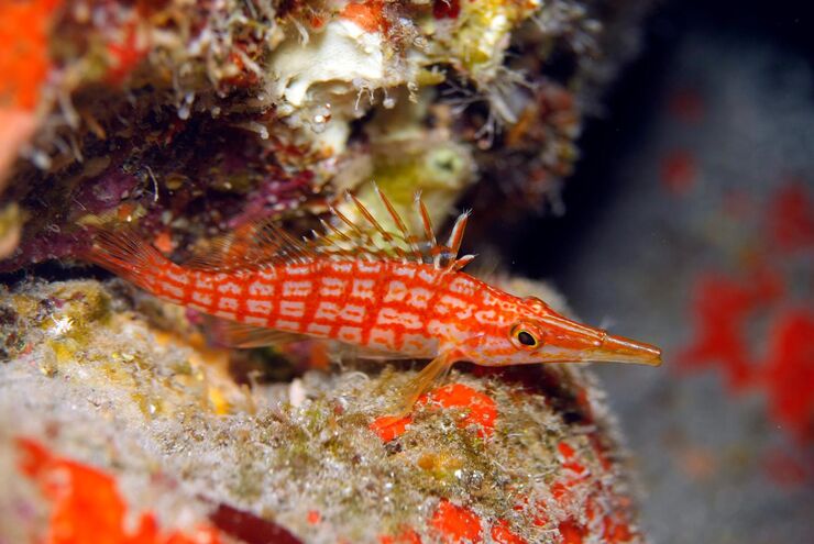 SCUBA diving in Hawaii