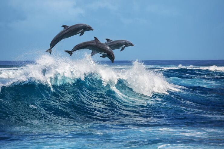 SCUBA diving in Hawaii