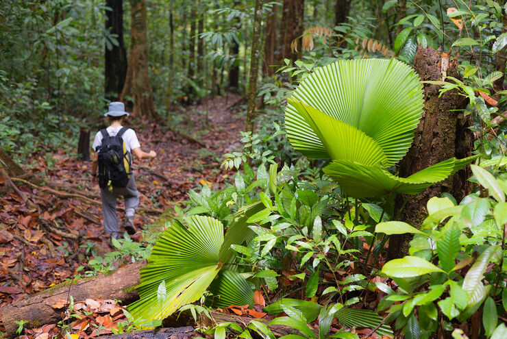 Hiking in Malaysia