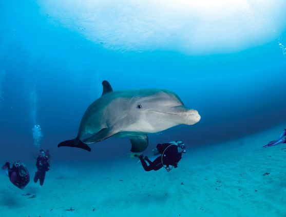 SCUBA diving in the Bay Islands, Honduras