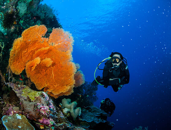 SCUBA Diving in Indonesia