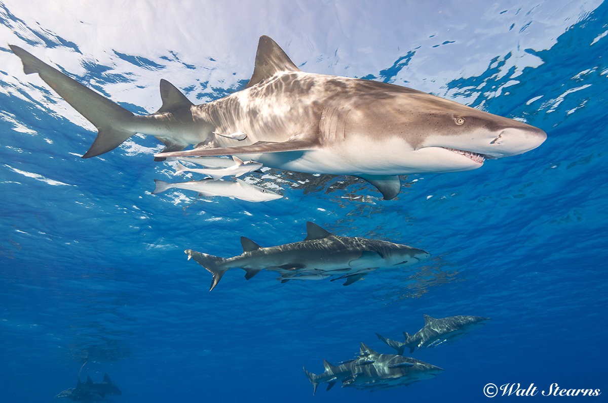 Lemon Sharks