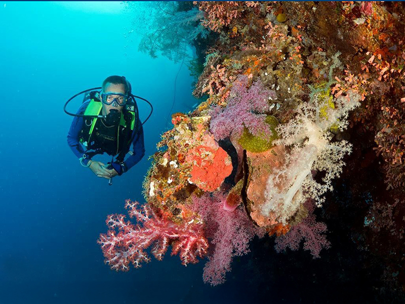 Dive sites include hard coral reefs and walls. Dive sites include hard coral reefs and walls.